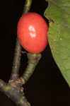 Southern spicebush <BR>Pondberry
